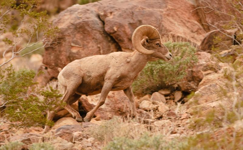 Desert Bighorn Sheep-6042 - UNTITLED ©2010 Dan Stevenson